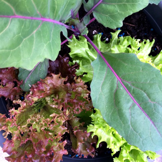 12von12 im Mai: Gemüsebesichtigung - Salat und Kohlrabi