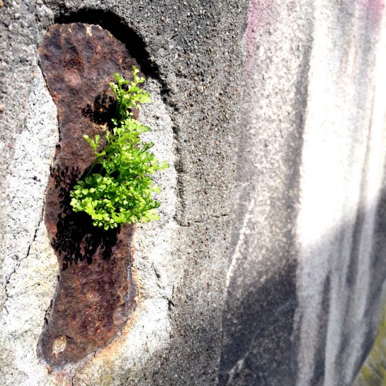 Dortmund-Schüren, Grünzeug, das aus einer Mauer wächst