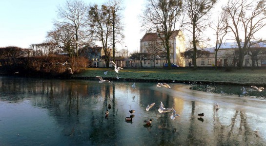 Park Oliwski: zugefrorener See mit Enten und Möwen