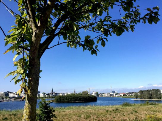 Blick auf den Phoenixsee, ein Baum im Vordergrund. Im Hintergrund: Dortmunder Skyline mit Fernsehturm. 