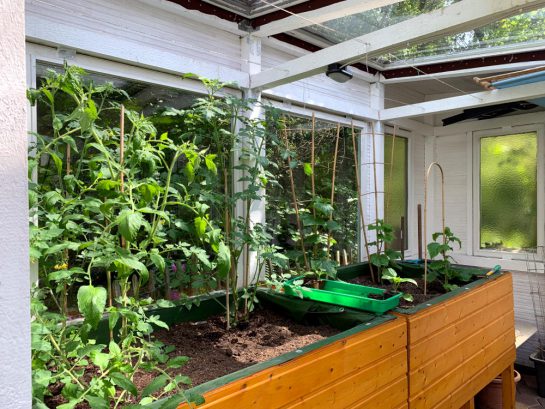 Gewächshaus mit Tomaten- und Gurkenpflanzen