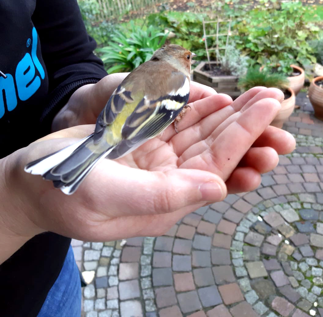 Vogel sitzt in der offenen Hand. 