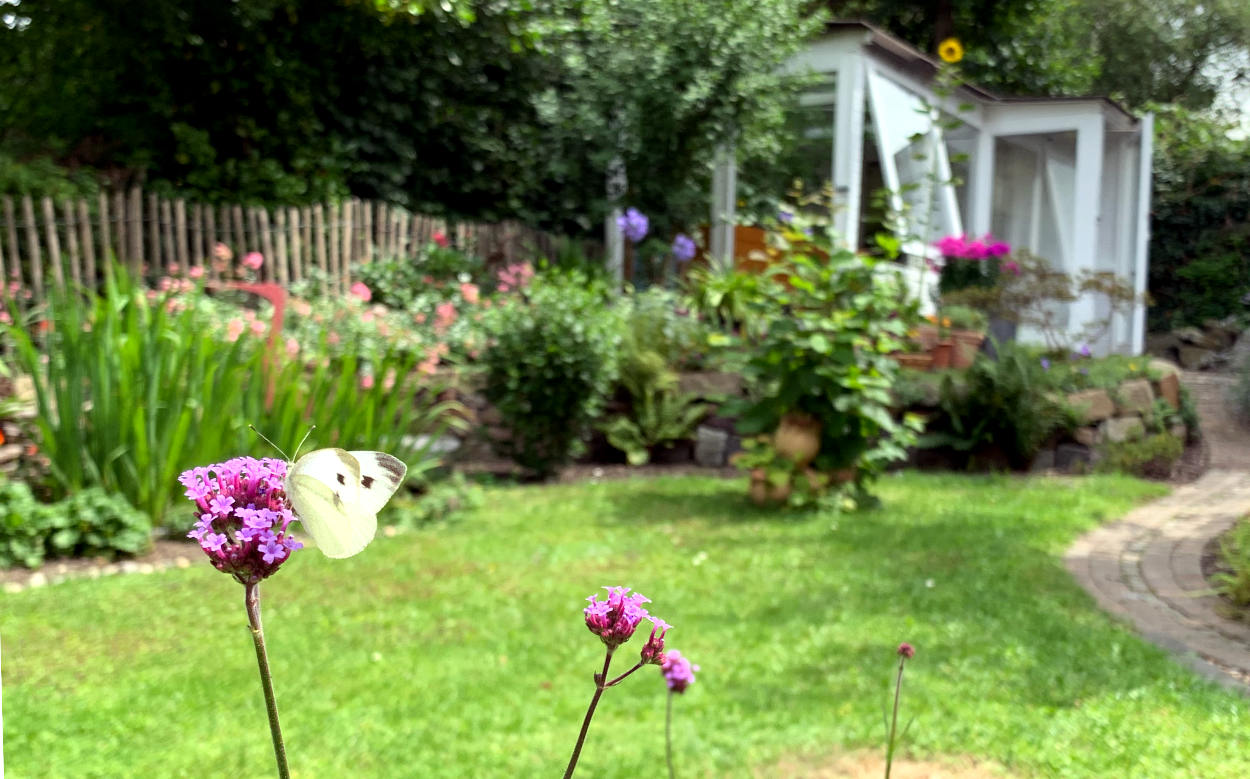Eisenkraut mit violetten Blüten und weißem Schmetterling
