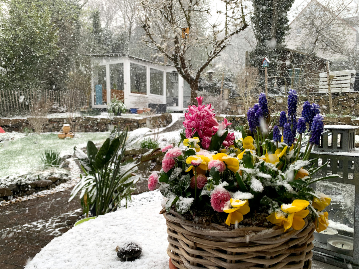 Im Vordergrund Frühlingsblumen, im Hintergrund der Garten mit Gewächshaus. Schnee fällt.