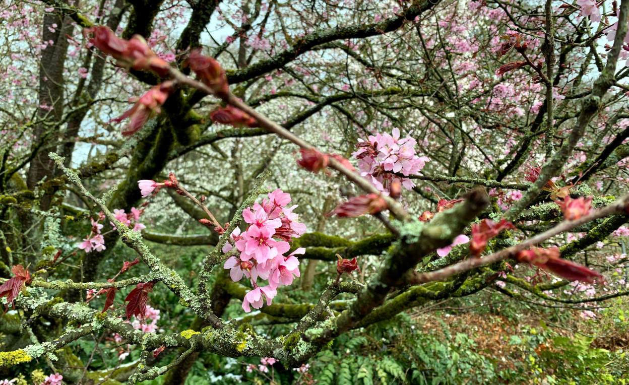 Rosa Blüte in einem flechtenbewachsenen Baum
