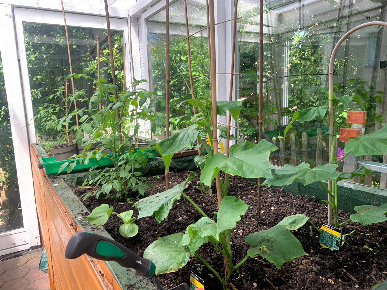 Gewächshaus mit Tomaten- und Gurkenpflanzen