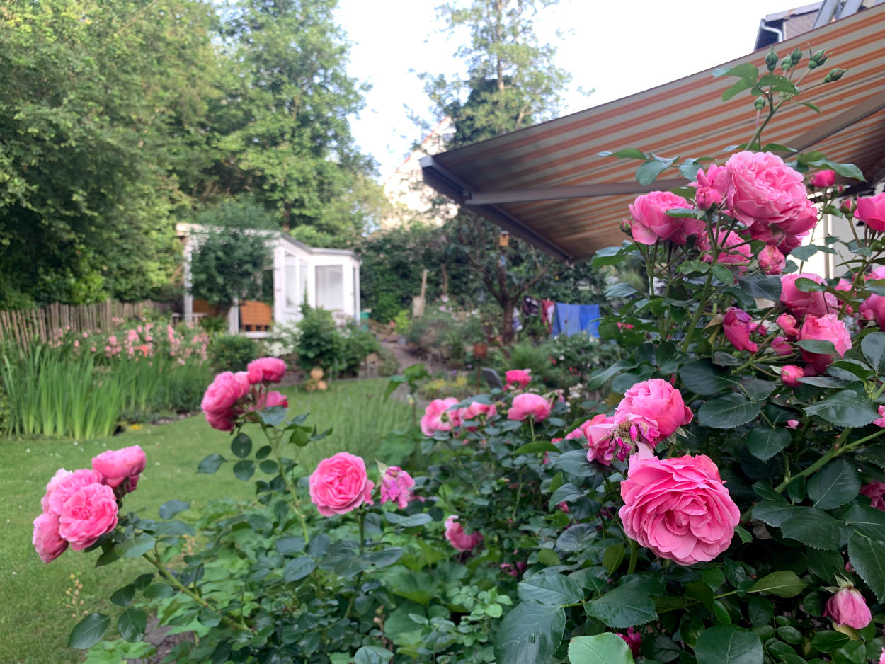Rosen, dahinter der Garten und eine Markise