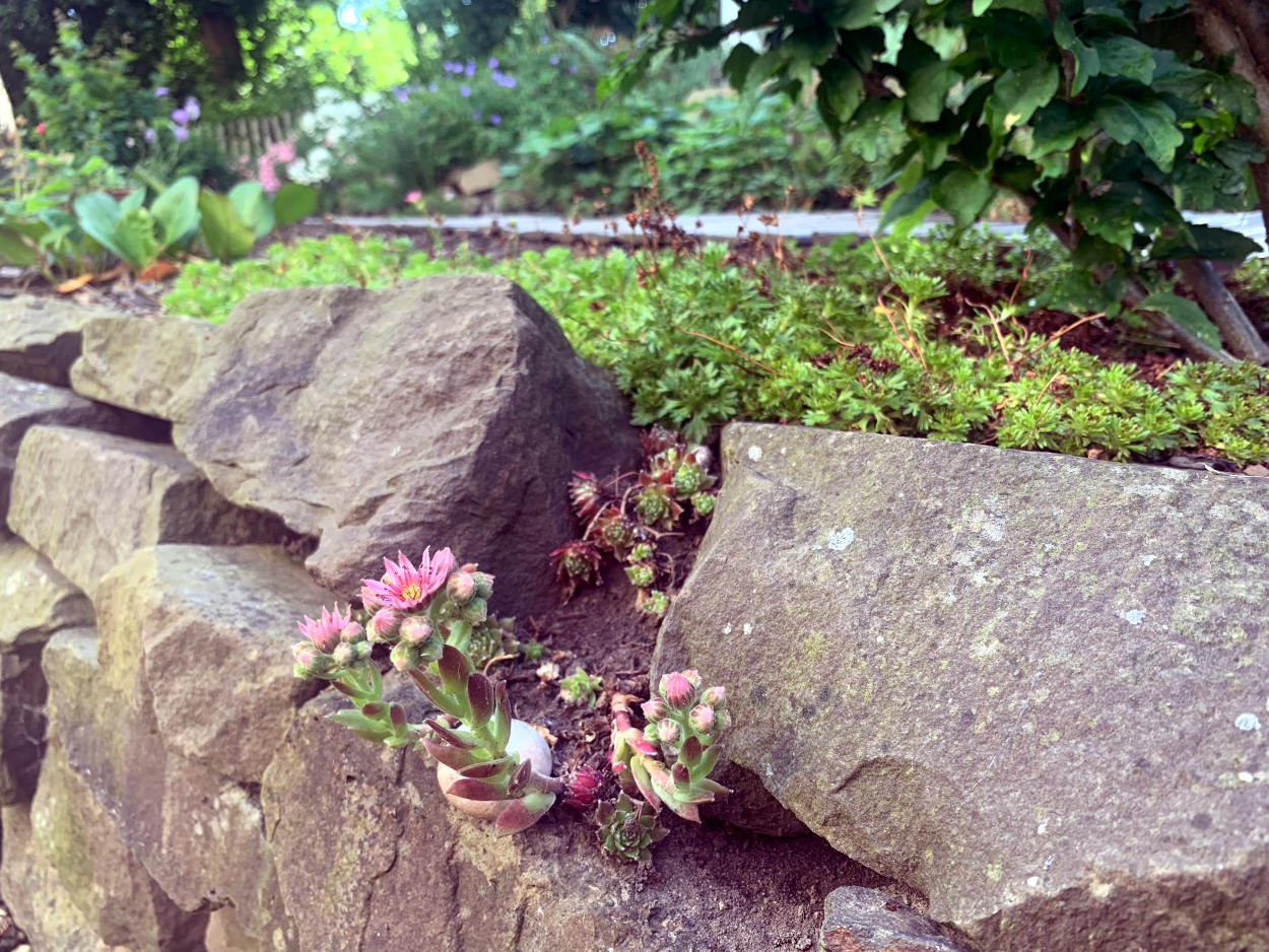 Sukkulente in einer Steinmauer blüht