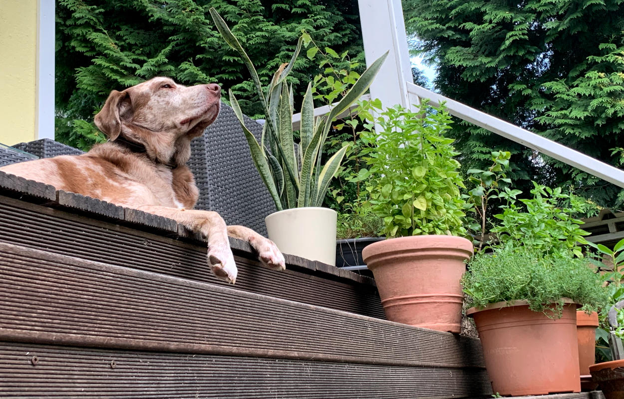 Hund auf der Terrasse, reckt den Kopf in die Luft