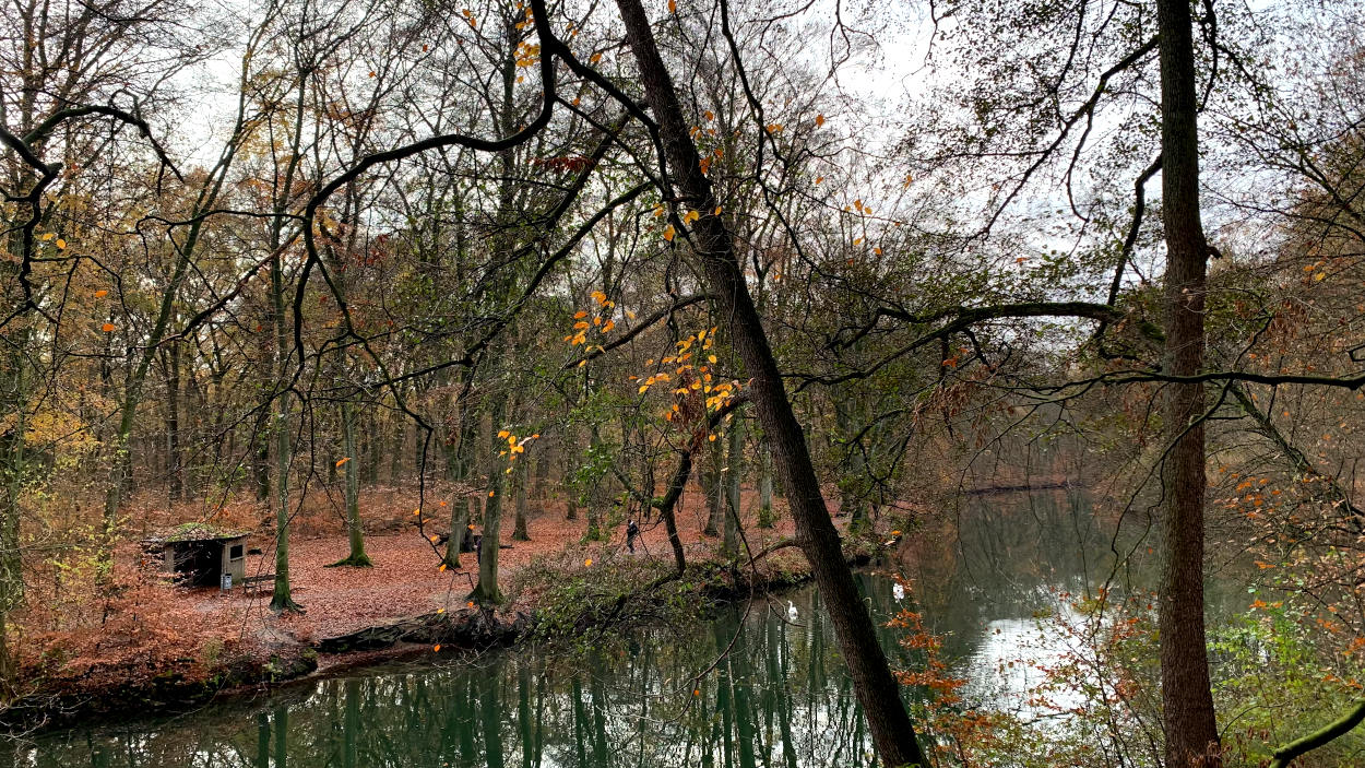 Herbstwald und ein Fluss, darauf zwei Schwäne