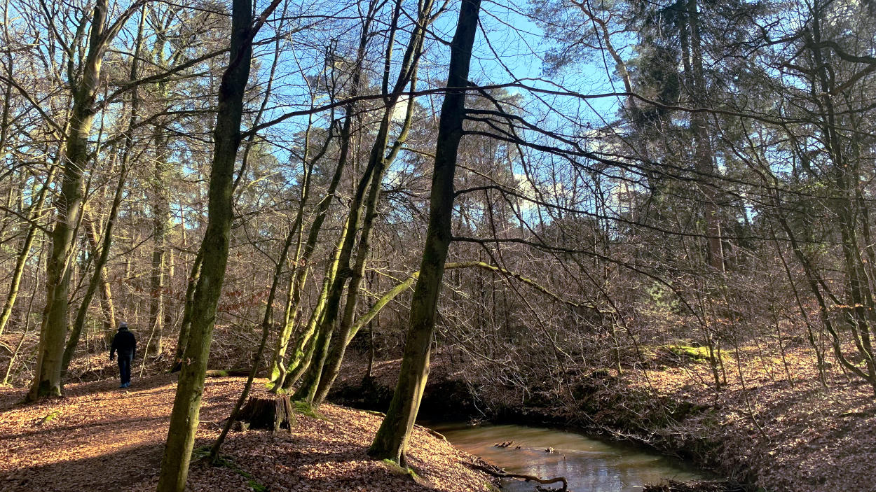 Winterlich kahler Wald, ein Trampelpfad an einem Bach entlang