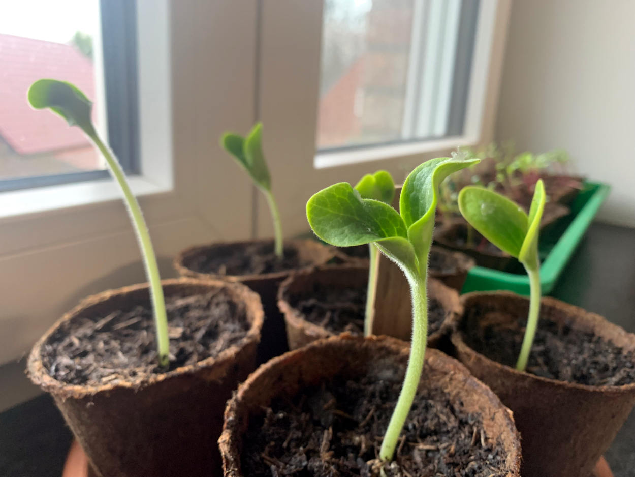 Zucchinipflanzen auf der Fensterbank