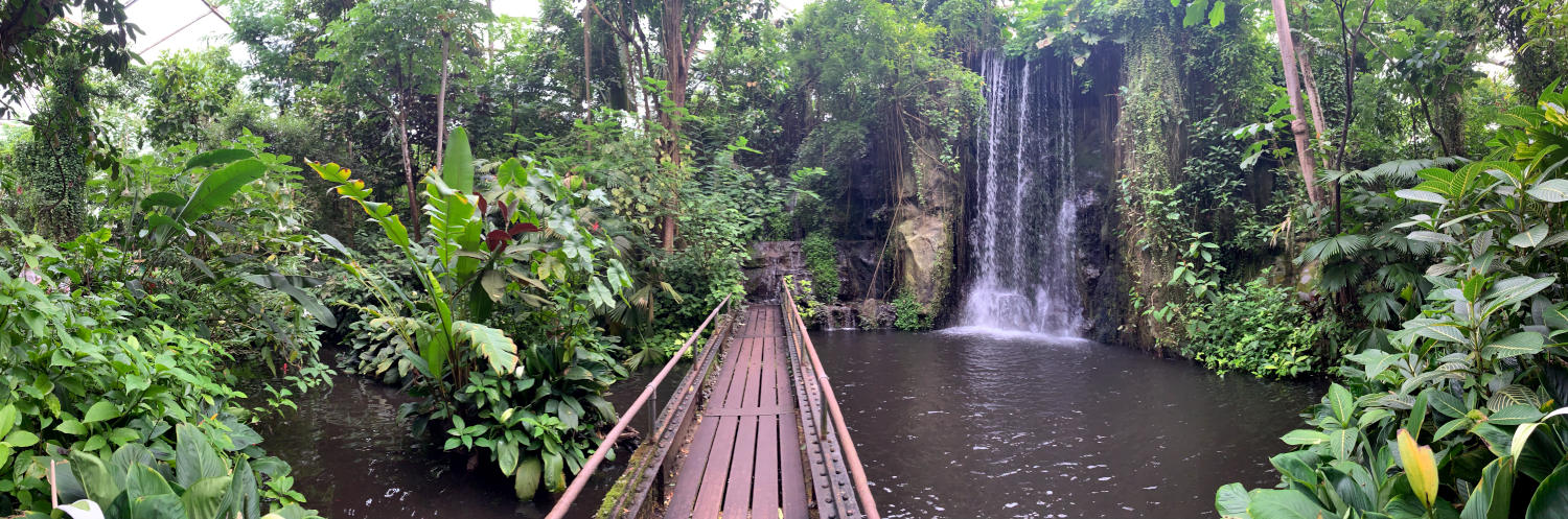 Tropischer Urwald, ein Wasserfall und eine Brücke