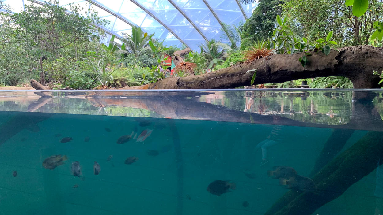 Mangrovenhalle, man steht vor einer Glasscheibe: Unten Blick ins Wasser, oben ein Baumstamm