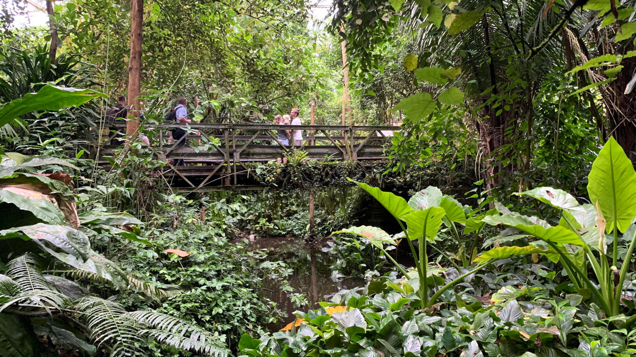 Brücke durch den Dschungel