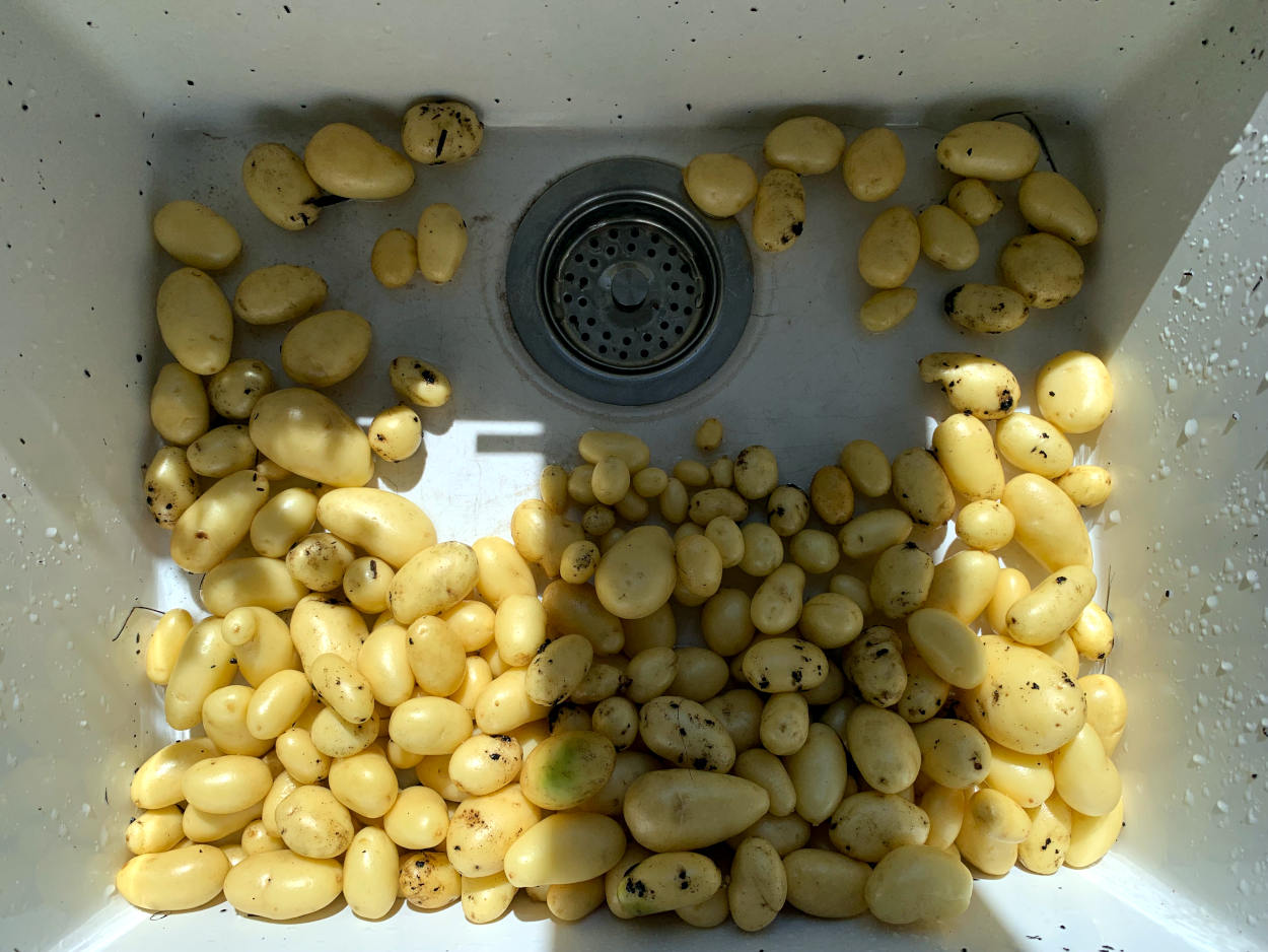 Kleine Kartoffeln im Waschbecken