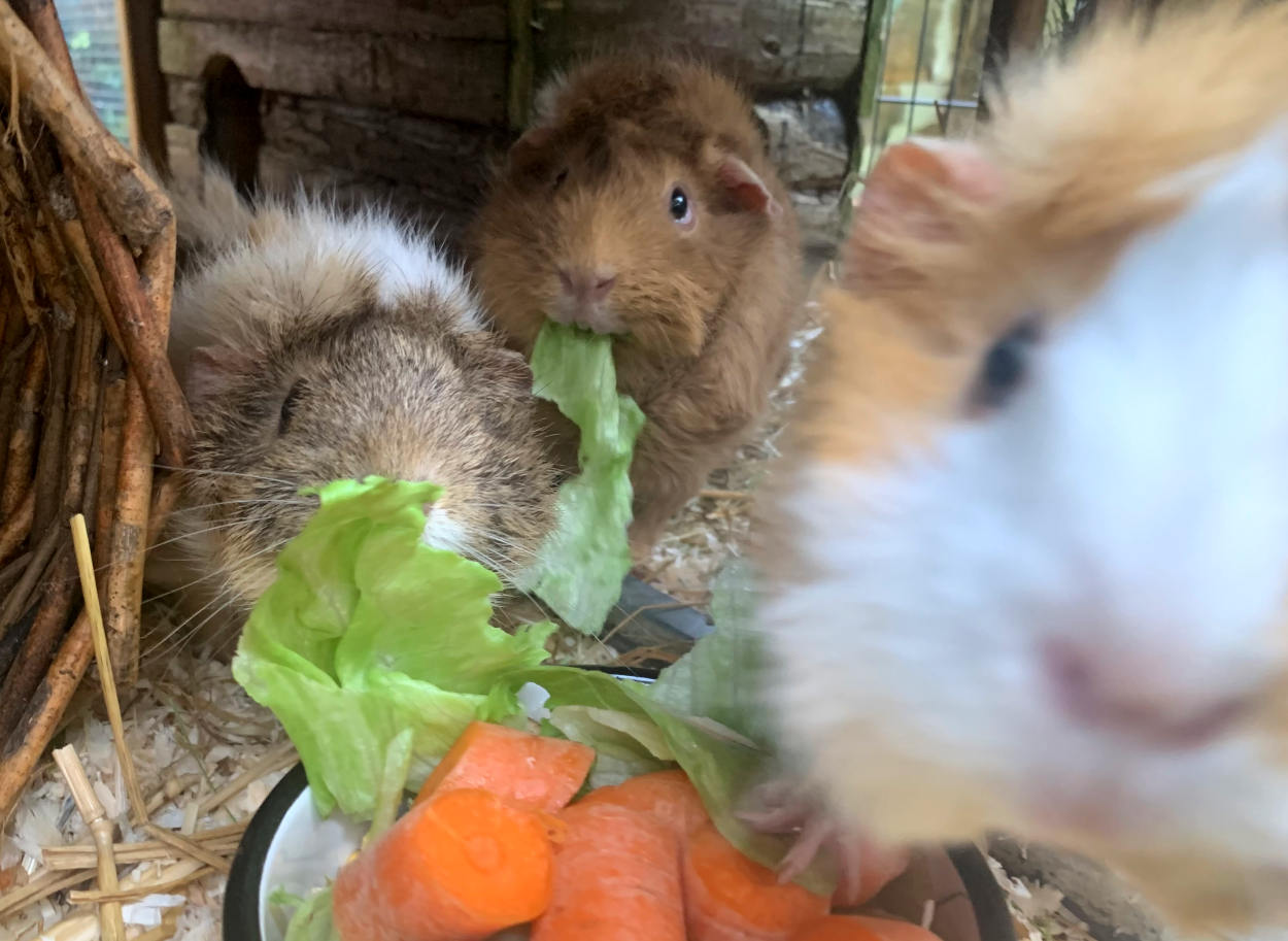 Drei Meerschweine am Fressnapf, der vordere nah an der Kamera, unscharf. Das Dicke in der Mitte mit Salat im Maul, er guckt ertappt. Abendessen, das Schreckschwein, versteckt sich hinter einem Salatblatt.